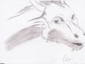 a_1234270763639_Saphira___Scetch_by_Bone_Wolf.jpg